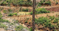 Bukit Pelampung, Kg. Pahi, Kuala Krai