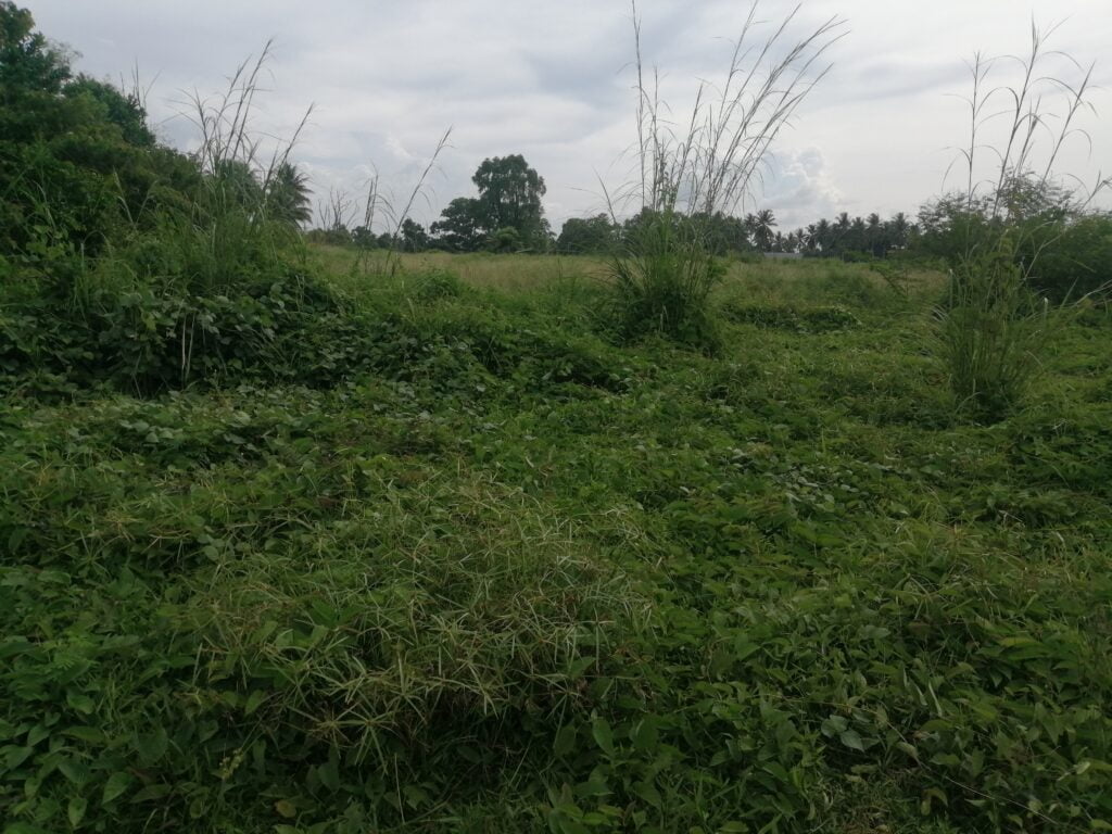 Tanah Pertanian Murah!
